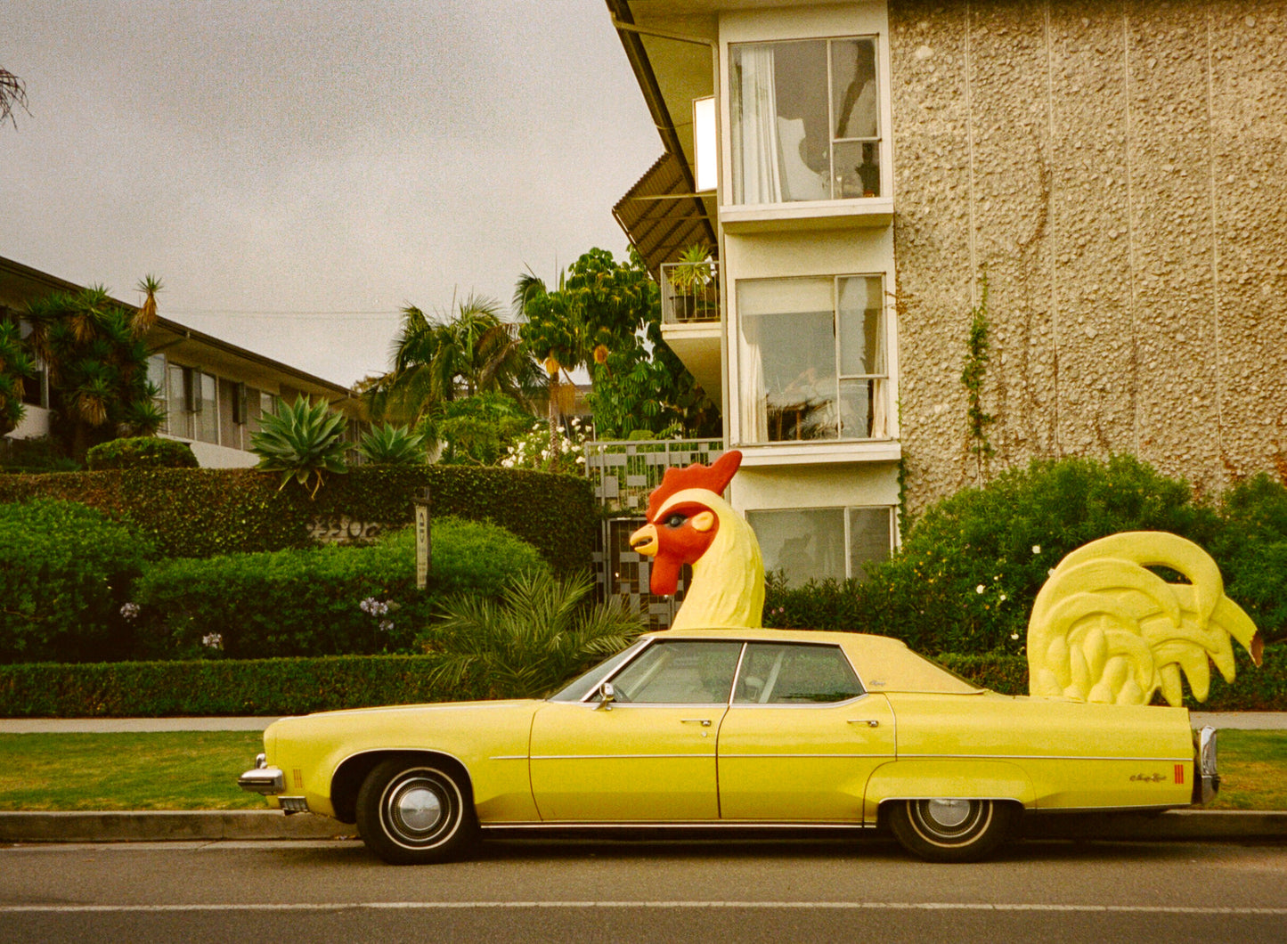 Rooster Ride